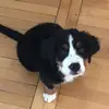 Claudia - @cj.krueger8 - TikTok