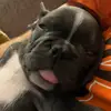 CJ Leonard - @winston_the_french - TikTok