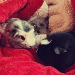 Cj, Lilly & Roos - @zeeuwse.caafjes - Instagram