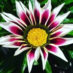 cjlilly57 - @carmennicholsmack - Instagram