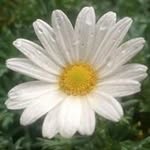 Margriet Cj Whitehead - @margrietcjwhitehead - Instagram