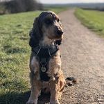 Clair Harrison - @alfiethecockerspaniel_ch - Instagram
