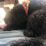 Clair Holland - @australianlabradoodleebby - Instagram