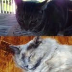 2 Cats - @clair.jackson - Instagram