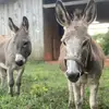clairereeves456 - @rockridgefarmofshiloh - TikTok