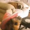 ClaireaAngus_t1fvhs - @claireaangus_t1fvhs - TikTok