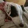 Dottie - @claireatkinson67 - TikTok