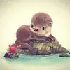 Claire Bloomfield - @animalwhispers00 - TikTok