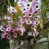 ClaireByrd - @glp9litox72 - TikTok