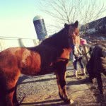 Claire De Vries - @claire__luvs__fastpitch - Instagram