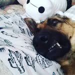 Claire DeVries - @maxy_and_friends - Instagram