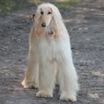 Claire Hoyle - @npeter_the_afghan_hound - Instagram