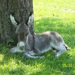 Claire Fletcher Malcolm - @hcwequinerescue - Instagram