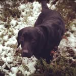 Claire McCall - @mccallthevet - Instagram