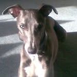 Claire Shepherd - @at.nuggets.garden - Instagram