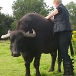 Claire Short - @animal_osteopath - Instagram