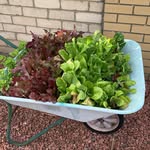 Claire Singerman - @clairesingerman - Instagram