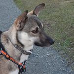 Claire Walter - @grace_the_romanianrescue - Instagram