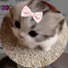 clarabellessss - @clarabellessss - TikTok