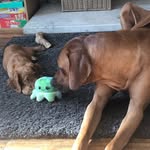 Clara Bowers - @rex_nala_doggosiblings - Instagram