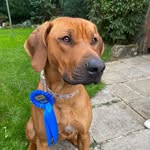 Clara Bowers - @rex_therhodesianridgeback - Instagram