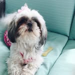 Clara the dog - @clara.call - Instagram