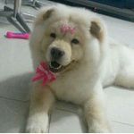 Chow Chow Clara - @clarachowchow - Instagram