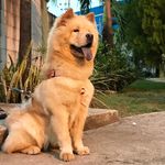Clara chowchow - @clara.chowchow_ - Instagram