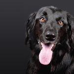 Clara Fleming - @dogs_epic_ig - Instagram
