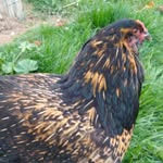 Clare Garrison - @cj_and_chickens - Instagram