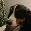clara - @clara.graf11 - TikTok