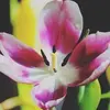 clarahardy670 - @clarahardy670 - TikTok