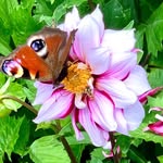 Clara Hickman - @wilsfordgardenflowers - Instagram