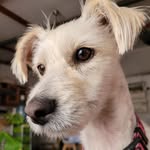 Clara Sofía 🐾 - @claralaperrita - Instagram