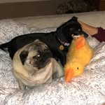 Clara Puggy Large - @puggylarge - Instagram