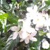 Clara Lazo - Facebook
