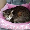 clara - @claralevesque923 - TikTok