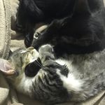 Clara - Light - @chatonnebleu - Instagram