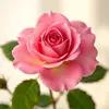Clara Limon - @clara.limon2 - TikTok