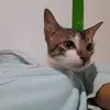 claraa - @claralimonov - TikTok