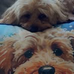 Clare McDermott - Facebook