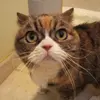 Clara Shaffer - @winolvr - TikTok