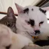 ClaraSolano - @justytcyqup - TikTok
