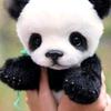 Ana clara Springer - @ana._.editsnowunited - TikTok