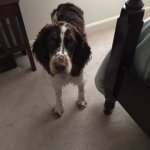 Clara Farris - @clara_the_springer - Instagram