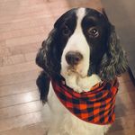 Clara Marshall - @clara_thespringer - Instagram