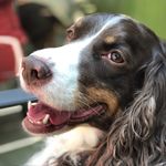 Clara the Springer - @clara_the_springer_spaniel - Instagram