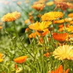 Clare Duke - @lovelifenaturally - Instagram