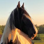 Clare Hamilton - @equi_wanderings - Instagram