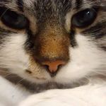 Clare Herbert - @clarecharliecat - Instagram